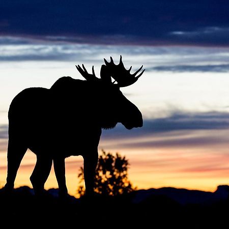 Wildlife Panorama Lofoten Bostad المظهر الخارجي الصورة