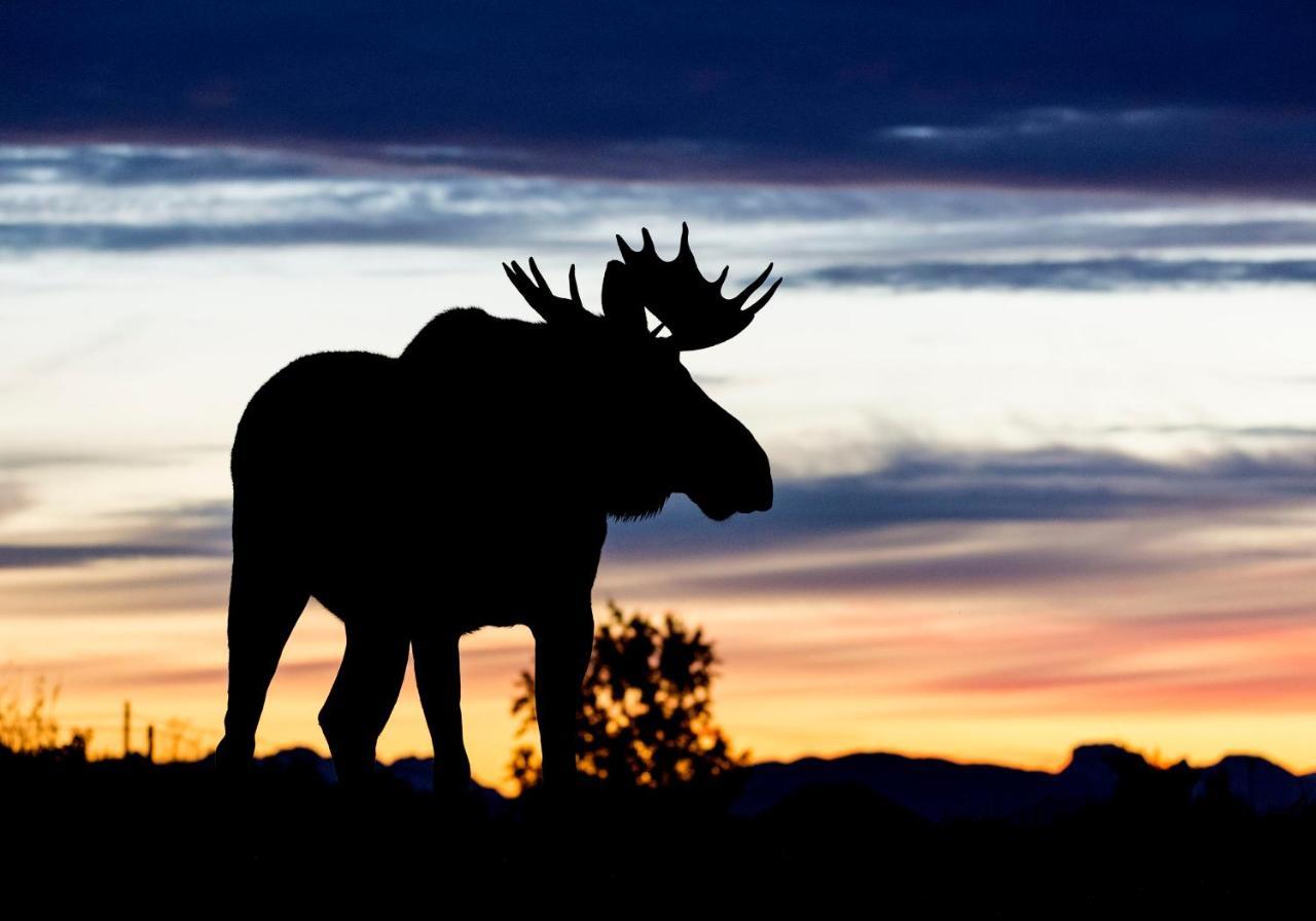 Wildlife Panorama Lofoten Bostad المظهر الخارجي الصورة