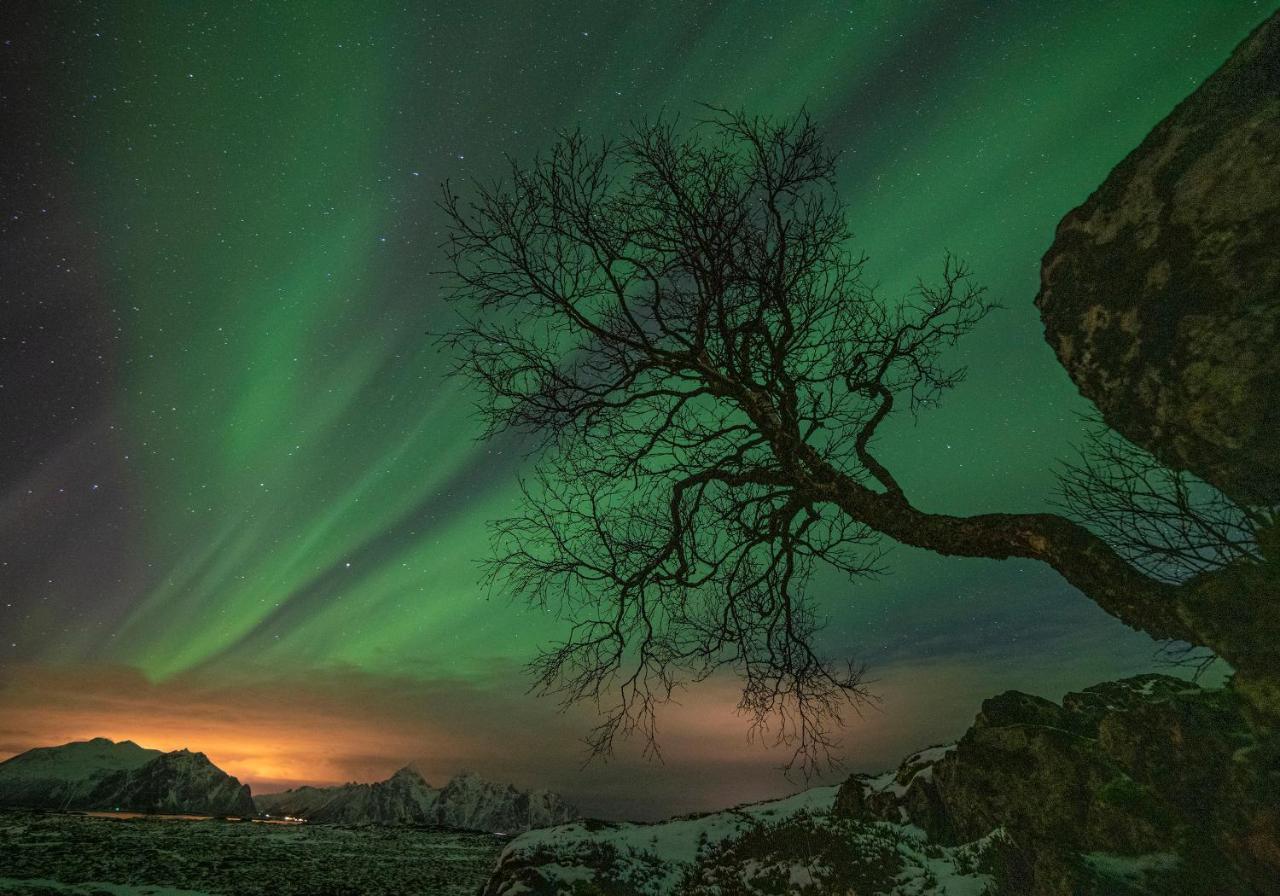Wildlife Panorama Lofoten Bostad المظهر الخارجي الصورة
